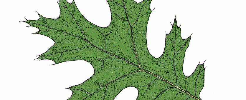 Illustration of scarlet oak leaf.